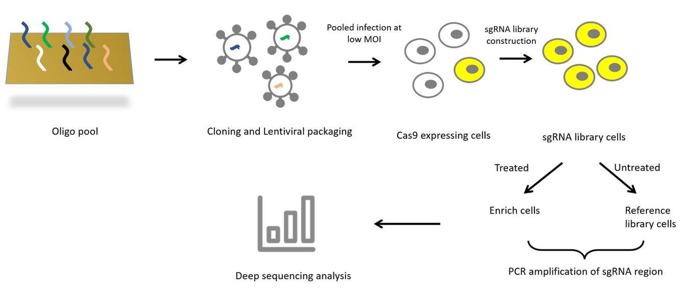 Schematic diagram of CRISPR screening