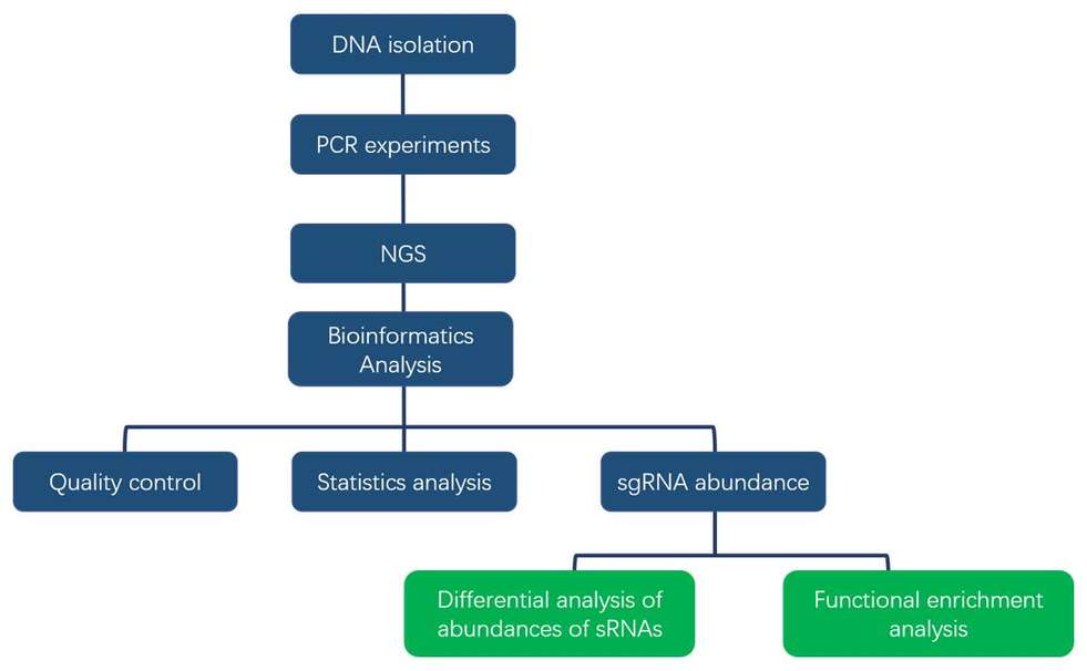 The workflow of CRISPR screening sequencing service