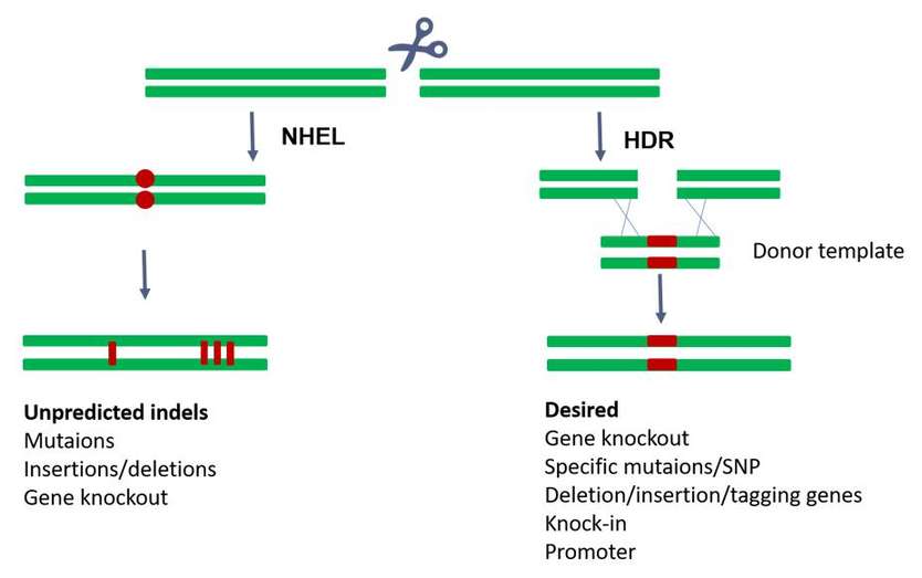 Schematic diagram of the repair methods of the sheared strand during gene editing.