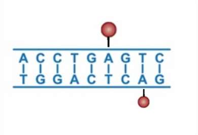 Overview of single cell genome sequencing