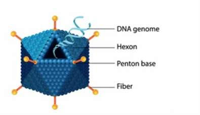 Lentiviral Integration Sites Analysis