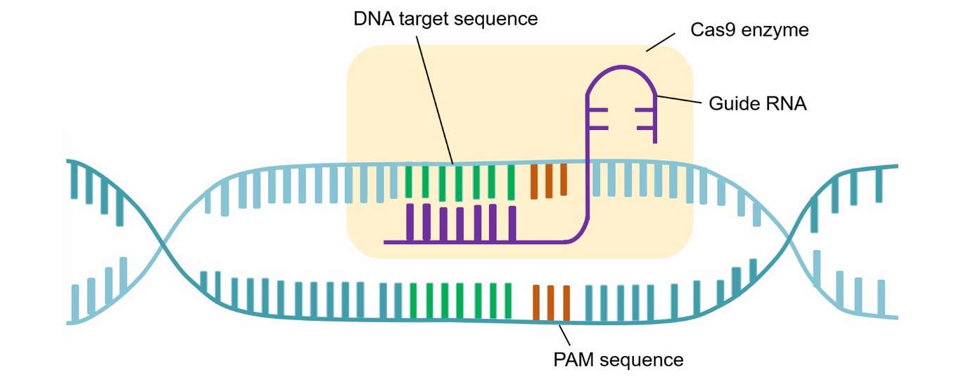 Schematic diagram of CRISPR/Cas9 gene editing system