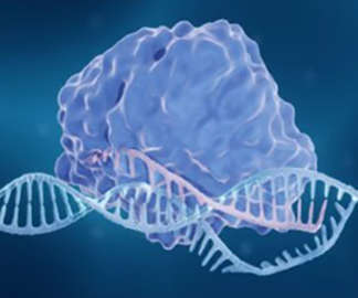 CRISPR Screening Sequencing