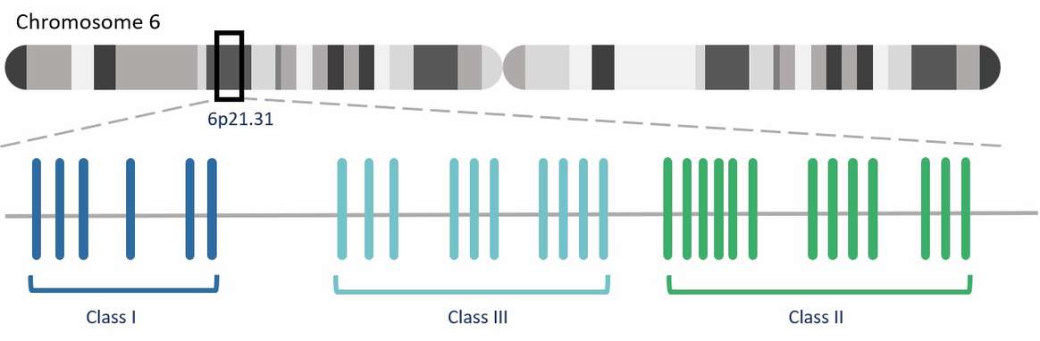 Classification and structure of HLA genes.