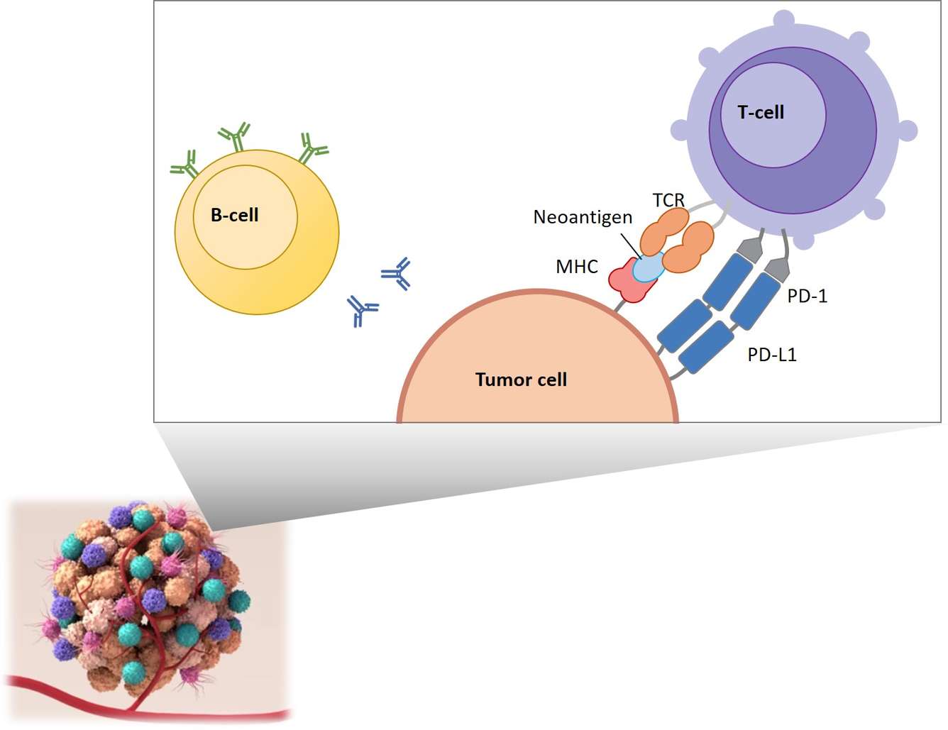 Overview of immuno-oncology