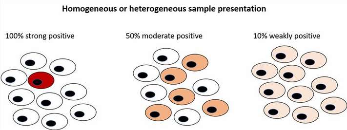  Schematic representation of homogeneity and heterogeneity between samples