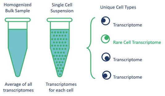 Overview of single cell RNA sequencing
