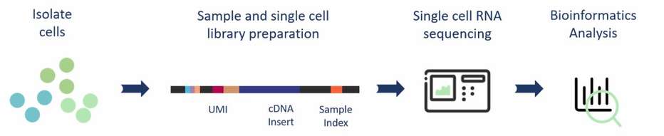 The workflow of transcriptome sequencing service