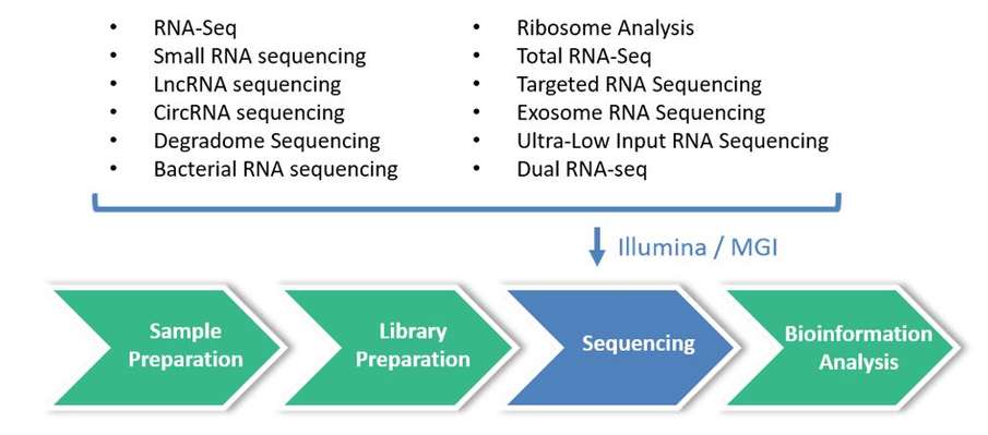 The workflow of transcriptome sequencing service
