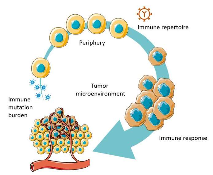 Critical insights at specific stages of the cancer immunity cycle.