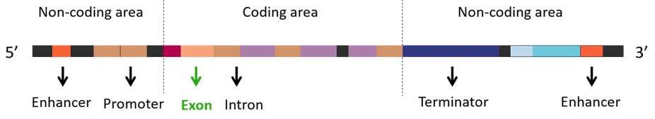 The distribution of coding and non-coding regions on the gene and the location of exons in the coding region are shown.