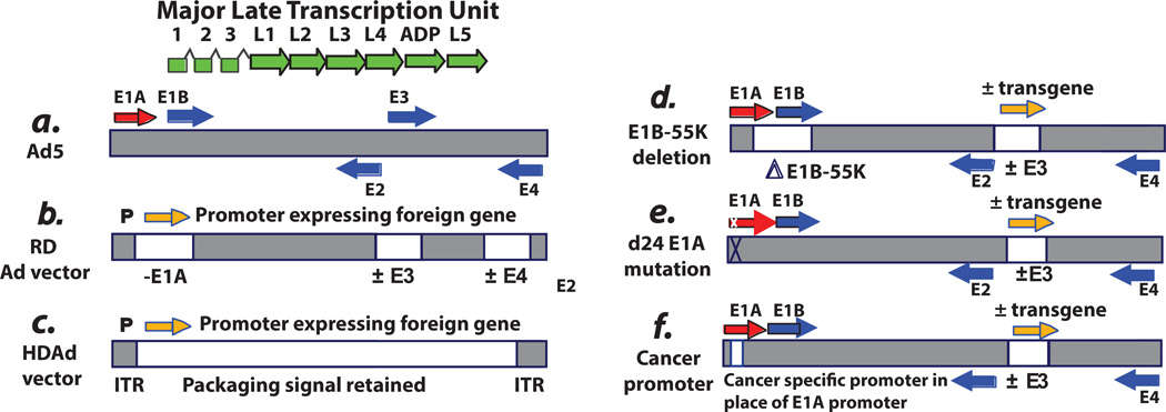 The schematic representation of the genome of adenovirus type 5 (Ad5) and Ad5-based vectors (Wold et al., 2013)