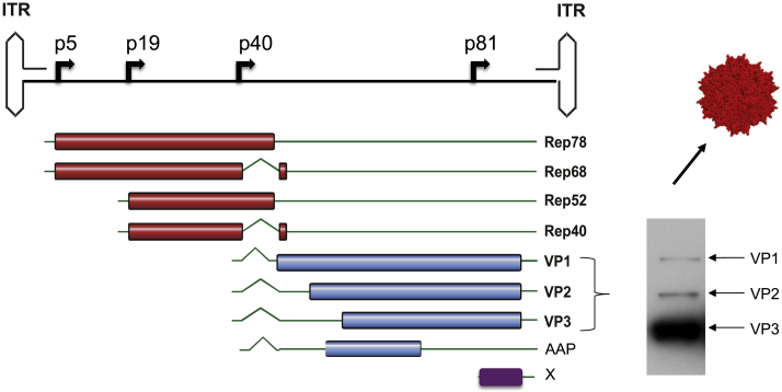 The genome conformation of AAV serotype 2 vector (Büning et al., 2019)