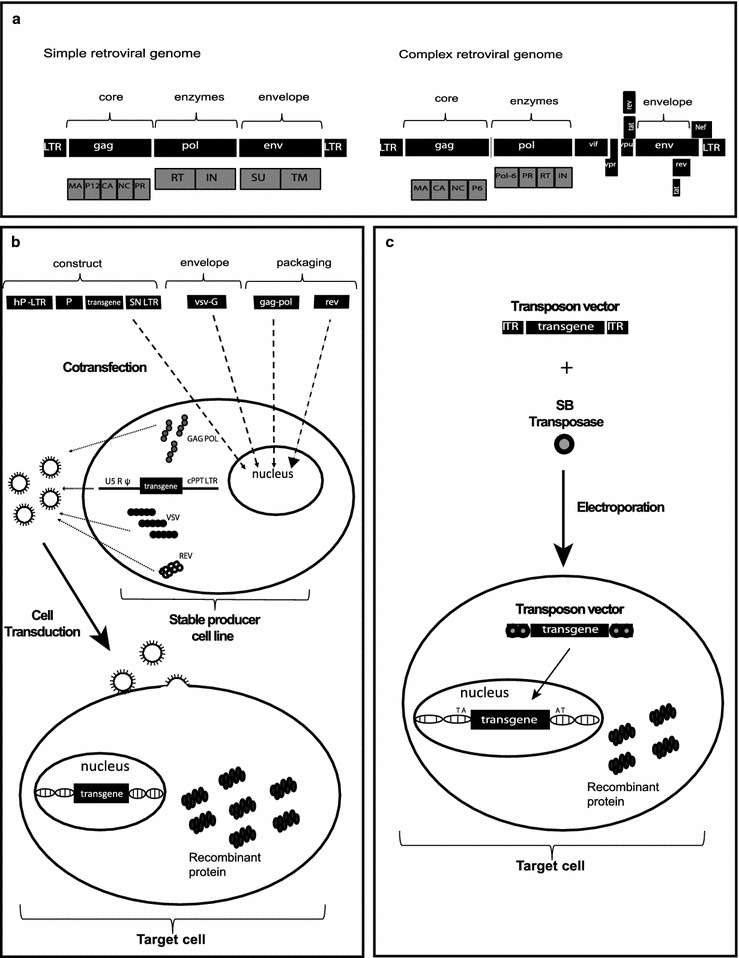 Retroviral stable gene expression systems (Vargas et al., 2016)