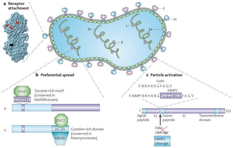 The primary viral vectors utilized for gene delivery (Fajrial et al., 2020)