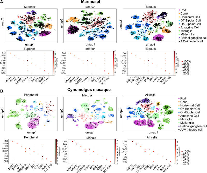 The clustering and quantification of retinal cells infected by AAV (Öztürk et al., 2021)
