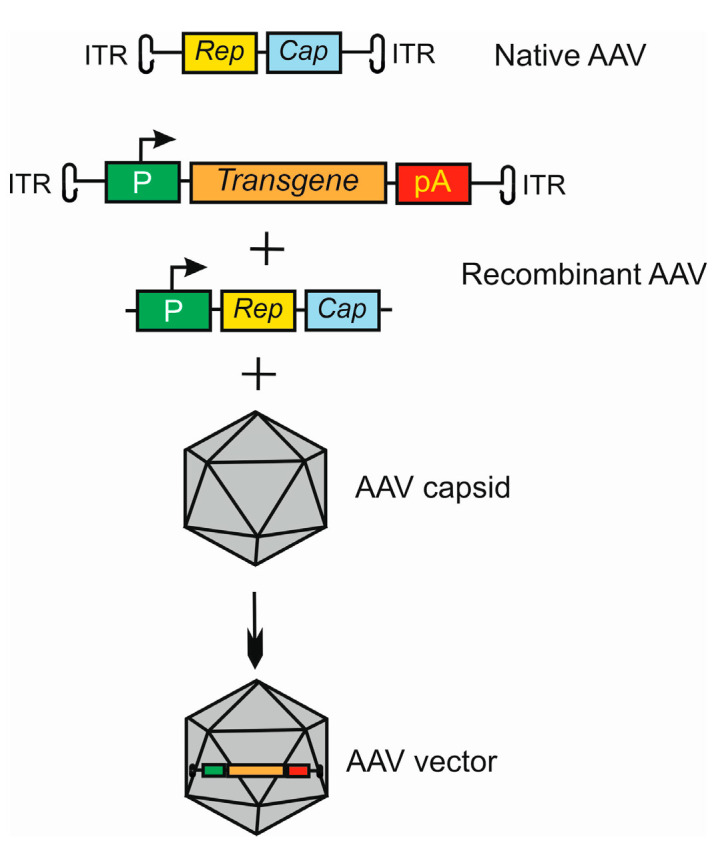 The basic strategy for employing AAV as a vector in gene therapy (Blasiak et al., 2024)