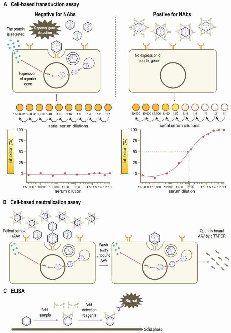 The assays applied for detecting immunity to AAVs (Dhungel et al., 2024)