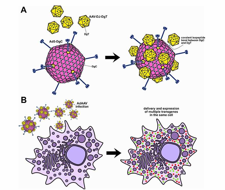 The assembly and organization schematic of AdAAV complex (Collins et al., 2024)