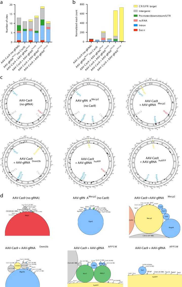 Genome-wide mapping of AAV in mouse brains treated with CRISPR (Hanlon et al., 2019)