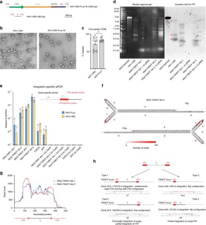Characterization of the integration of AAV vector into CRISPR cut sites by means of a miniaturized AAV genome (Hanlon et al., 2019)