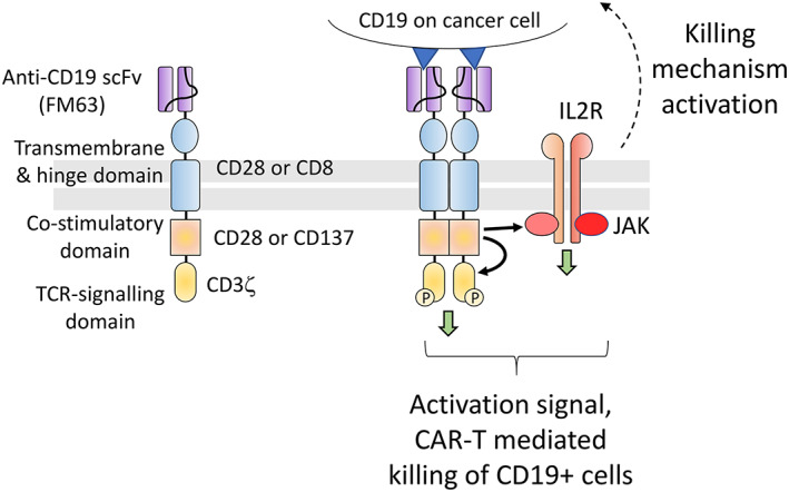 The design of the chimeric antigen receptor (CAR) (Papaioannou et al., 2023)