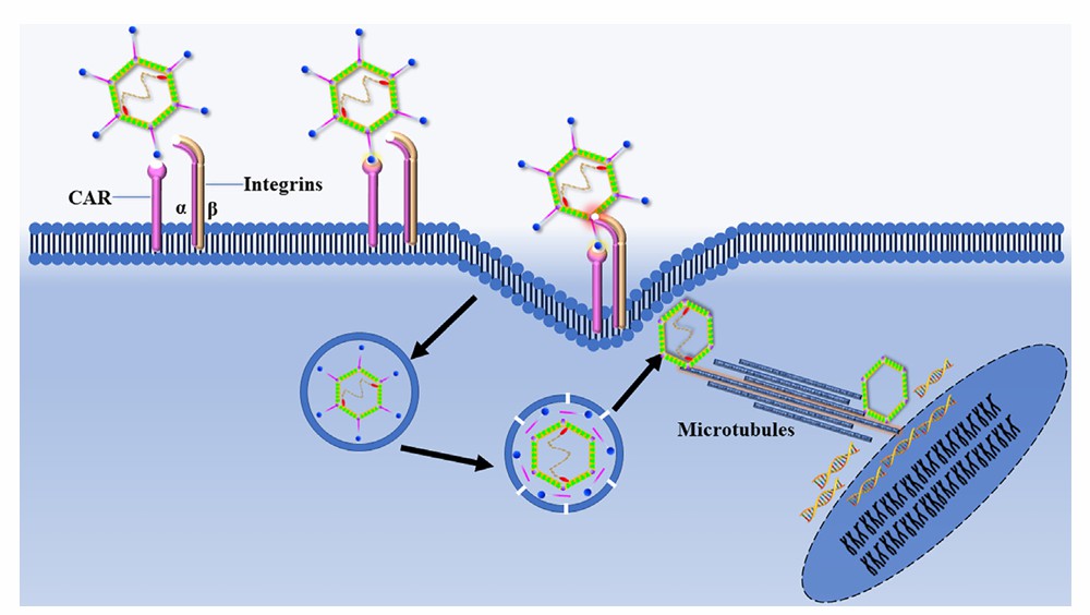 The attachment and entry of human serotype 5 adenovirus into cells (Zhang et al., 2023)