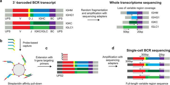 Approach for BCR sequences from 3`-barcoded sequencing libraries (Morgan et al., 2024)