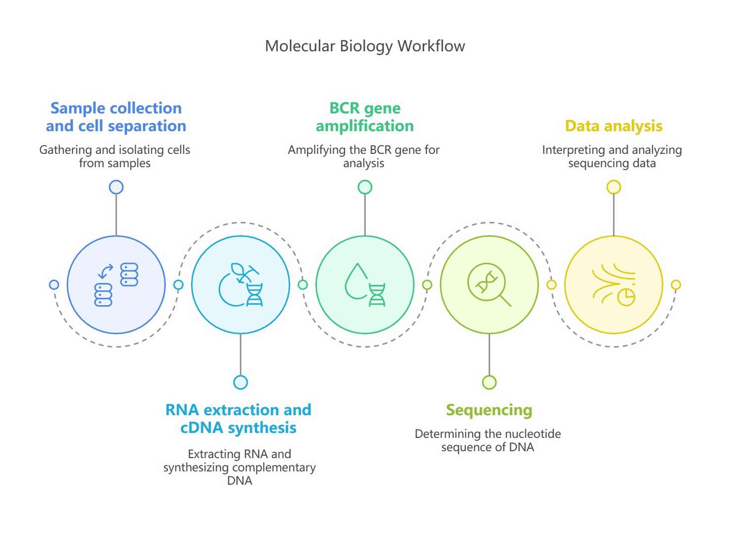 BCR repertoire sequencing workflow (Kim et al., 2019)