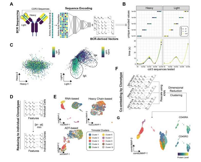 Conceptual schematic for the BCR sequences (Borcherding et al., 2022)