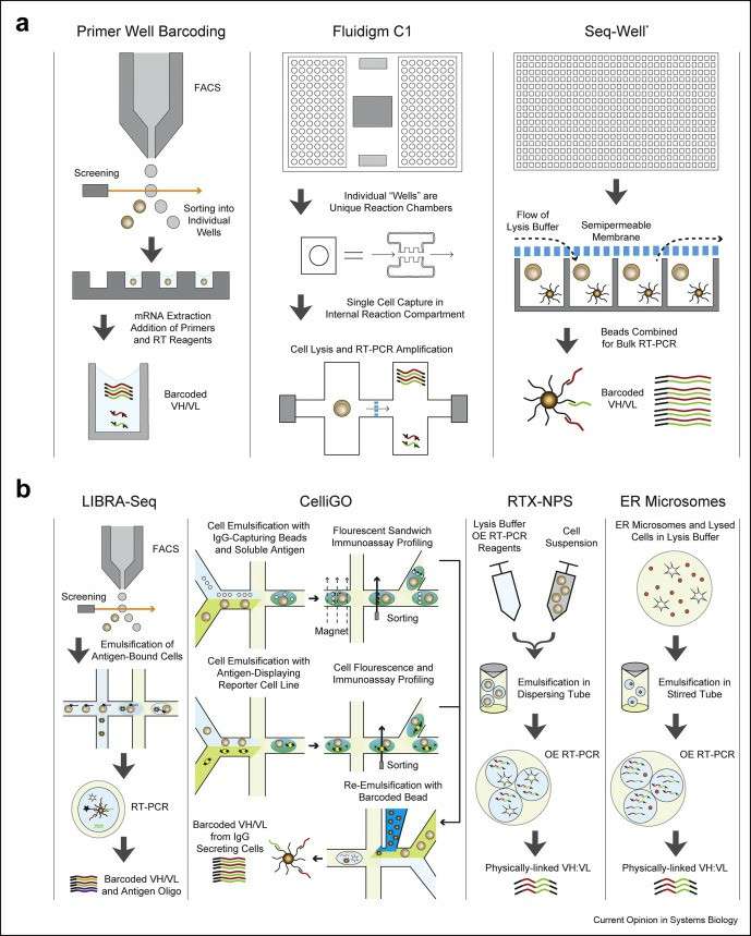 Methods applicable for paired BCR sequencing (Curtis et al., 2020)