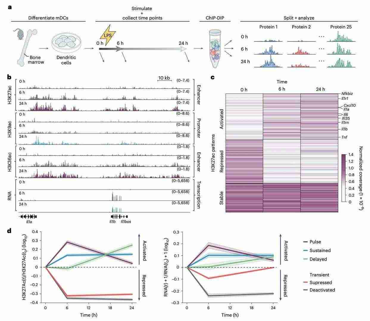 ChIP-DIP uncovers dynamic alterations in chromatin profiles following LPS stimulation of mDCs (Perez et al., 2024)