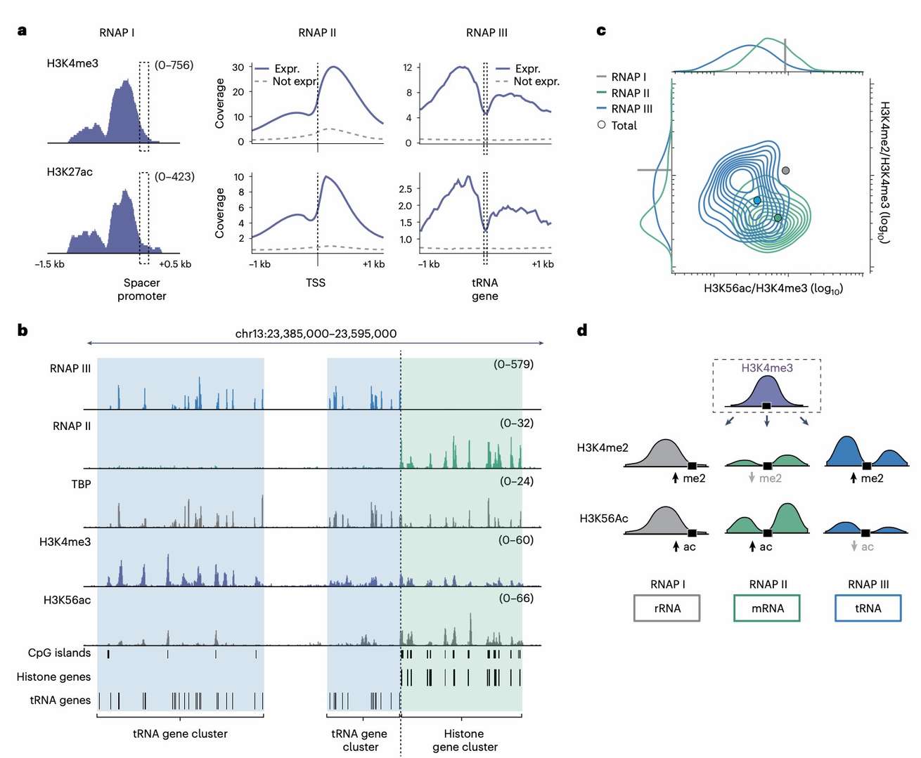 Unique chromatin signatures distinguish the promoters of each RNA polymerase (Perez et al., 2024)
