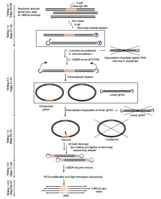Detailed schematic overview of CIRCLE-seq method. 