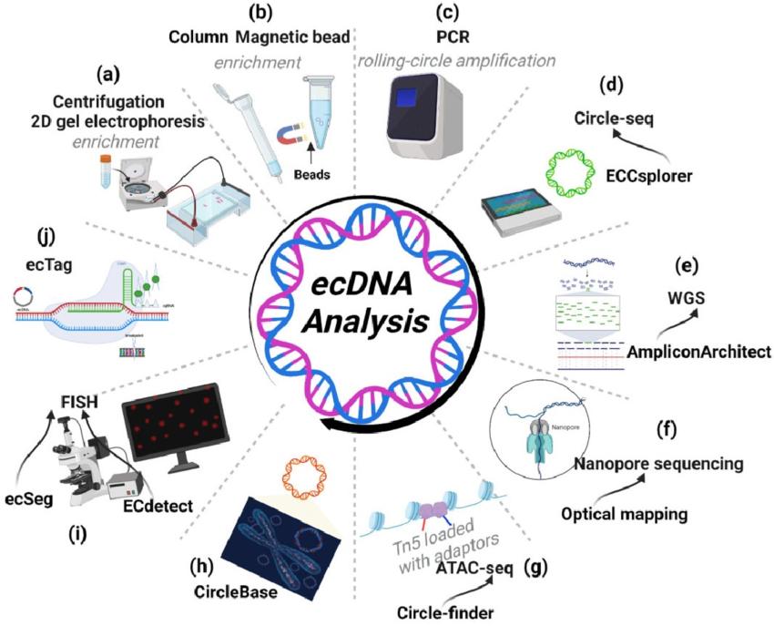 ecDNA research methods