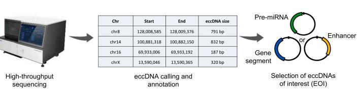 eccDNA identification