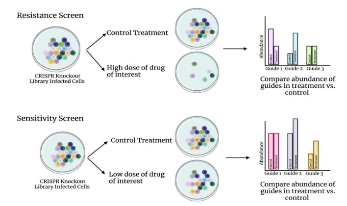 CRISPR Library Screening Strategies