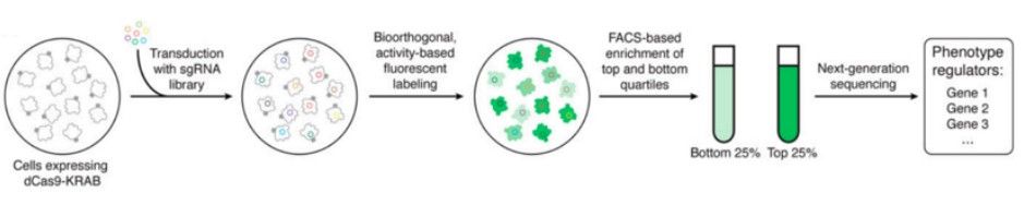 Figure 2 Fluorescent signal cell sorting in CRISPR screening enhances genetic analysis.