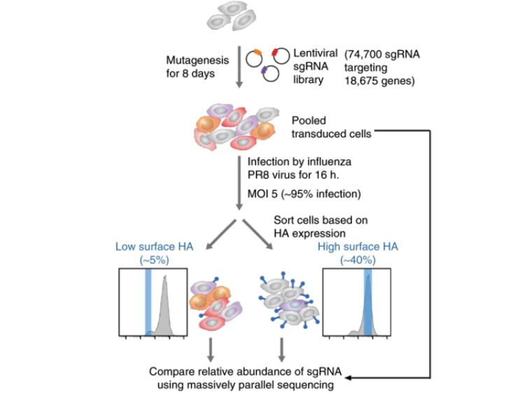Figure 3: CRISPR screening captures cells with fluorescent antibodies for targeted gene manipulation.
