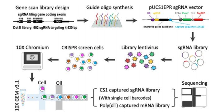 Figure 4: Single-cell CRISPR screening process schematic reveals cellular genetic insights.