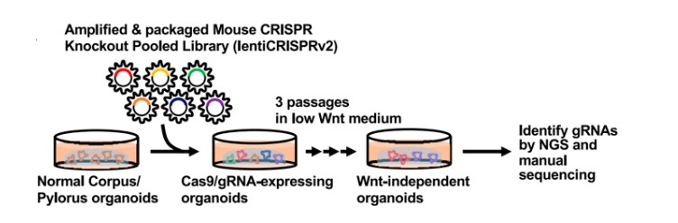 Figure 5: CRISPR screening in organoids explores genetic interactions and disease mechanisms.