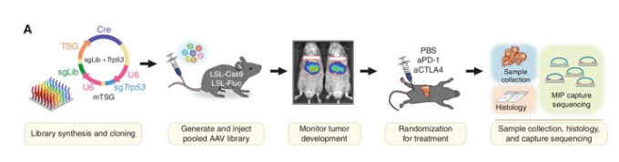 Figure 6: CRISPR in vivo screening in animals advances gene function and therapeutic studies.
