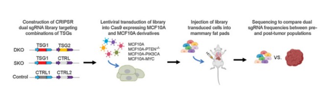 Figure 7: CRISPR screening combines cell and animal models for comprehensive genetic analysis.