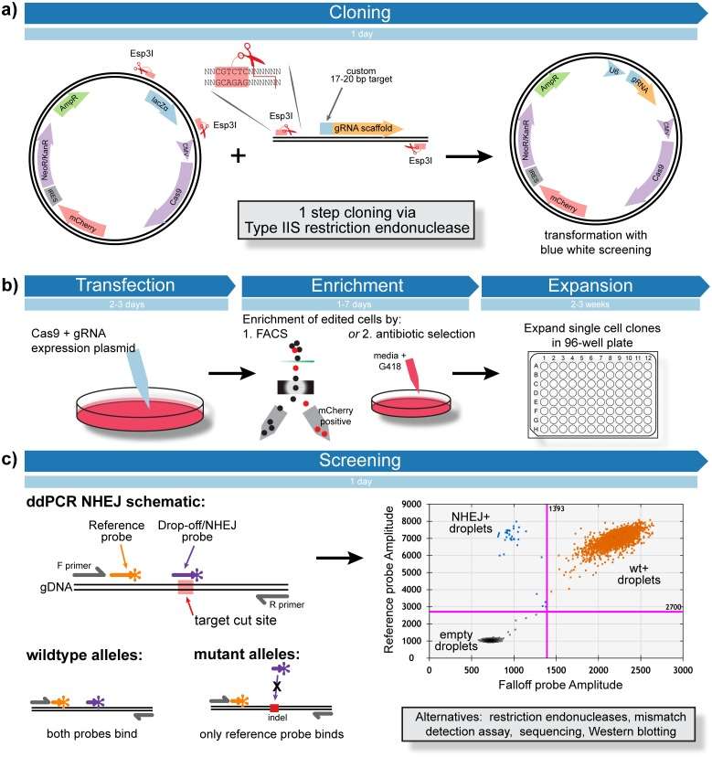 Summary of CRISPR Screening pipeline (Findlay et al., 2016)