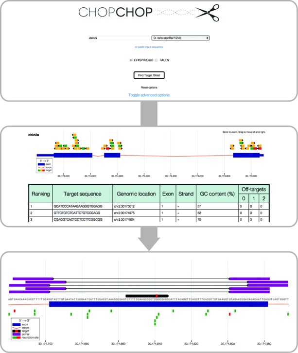 Method of a CHOPCHOP CRISPR/Cas9 query (Montague et al., 2014)