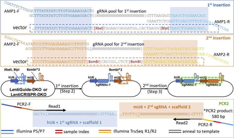 Library construction process and gRNA pools/primer design (Tang et al., 2022)