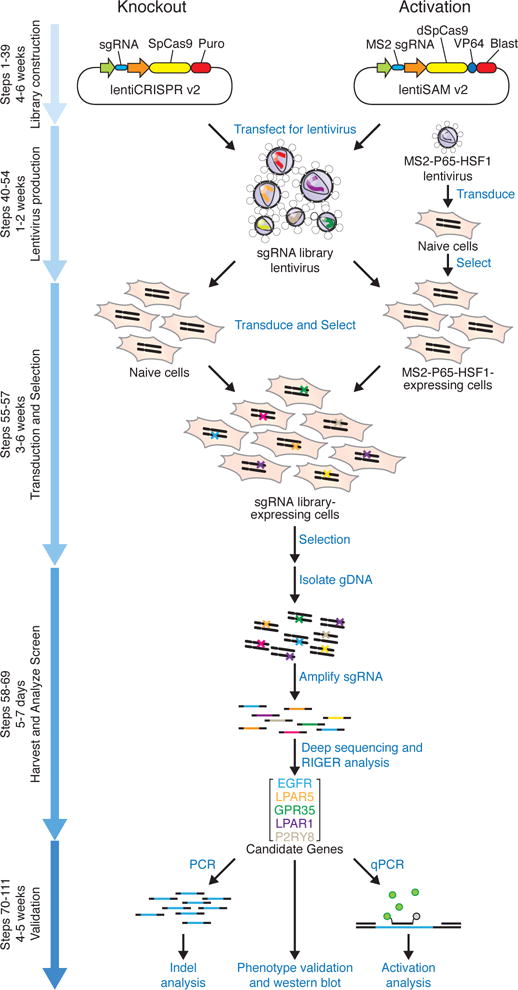 CRISPR Screening Transfection (Joung et al., 2017)