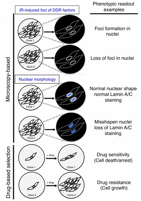 CRISPR Screening Genotyping (Chiang et al., 2016)