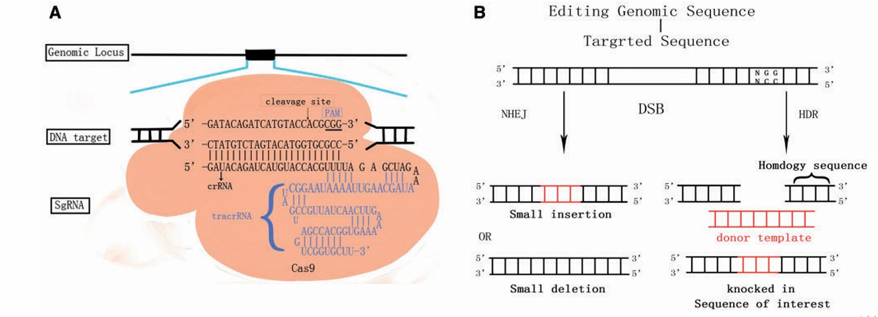 Overview of the RNA-guided Cas9 nuclease (Qi et al., 2016)
