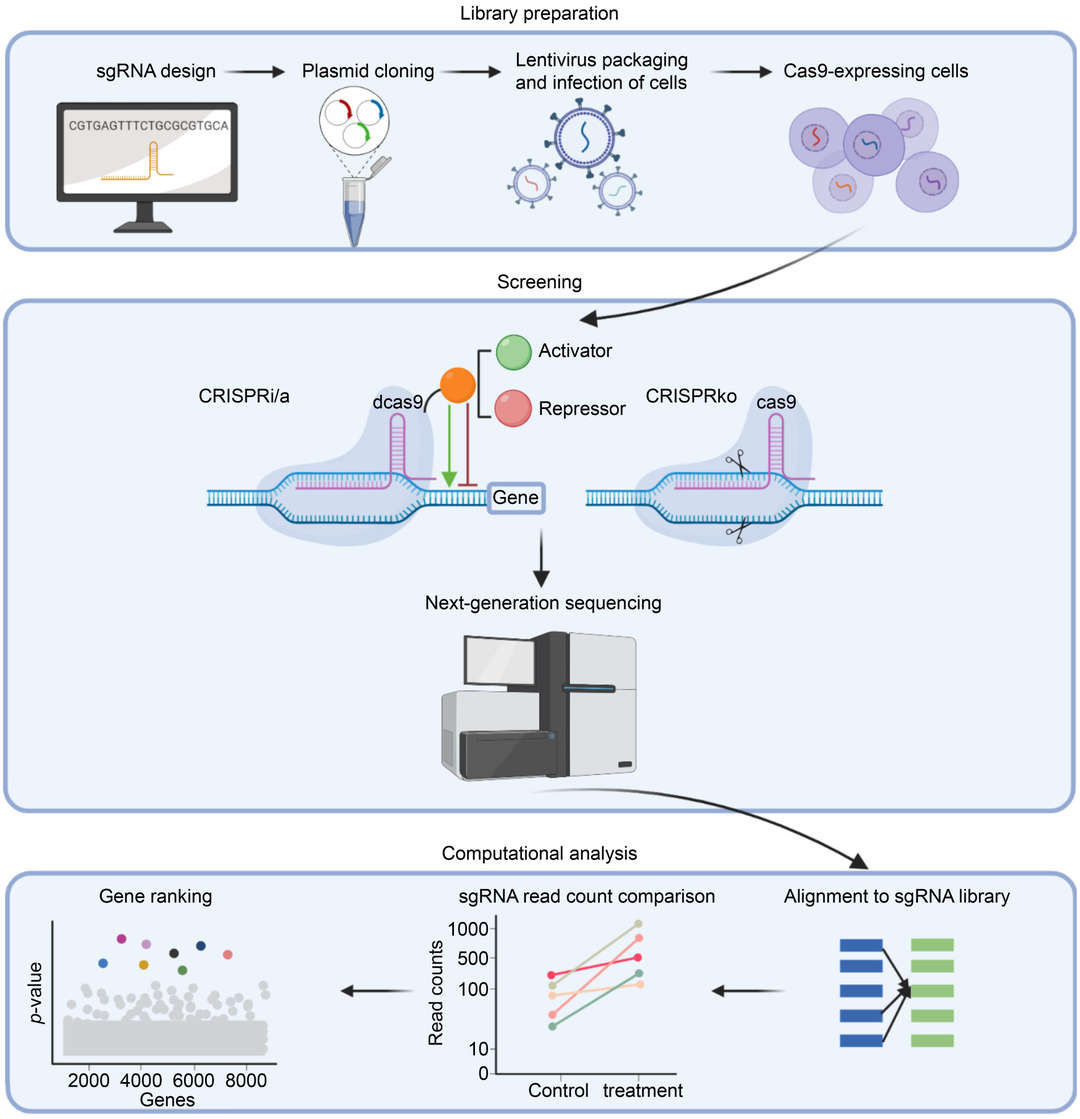 General workflow for pooled CRISPR screens (Zhao et al., 2022)